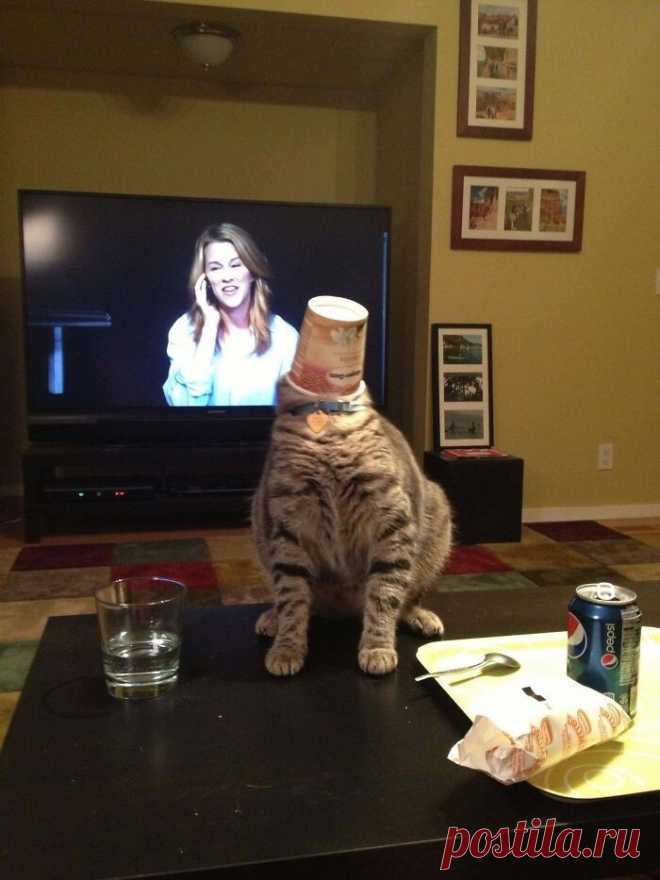 Жадность фраера сгубила: домашние питомцы, которые попали в неловкую