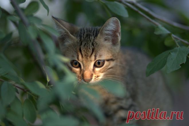 Кот Маленький Кошачий - Бесплатное фото на Pixabay