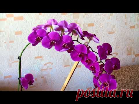СЕКРЕТ огромной ОРХИДЕИ, обязательно делайте!