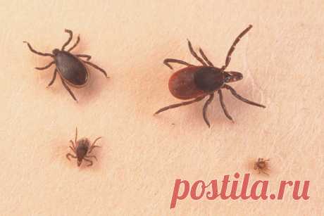 Про идиотов и клещей