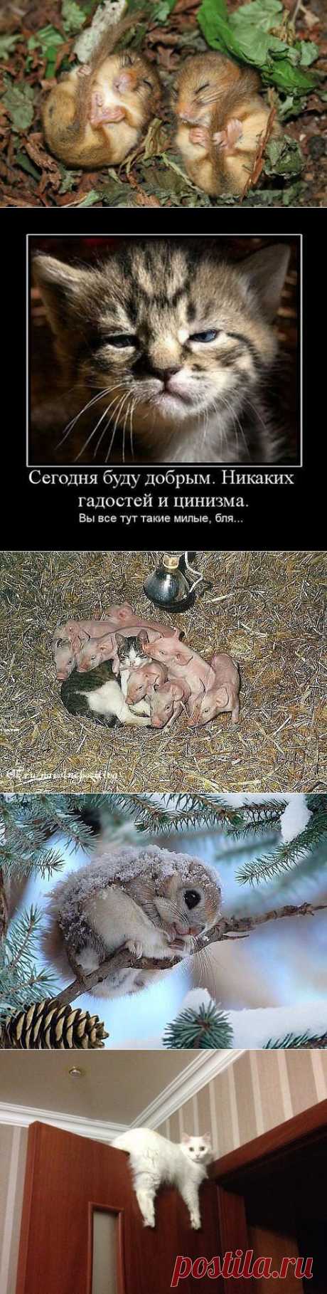пп