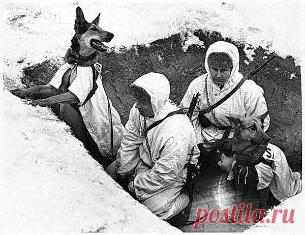 Собаки на войне – Блог. Run, пользователь Марина Николаева | Группы Мой Мир