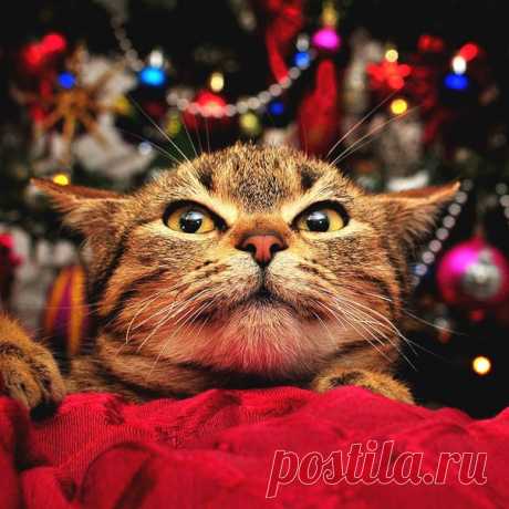 7 дней до Christmas Charity Market !

Если нет новогоднего настроения, - к нам;
Если нет идей для подарков, - к нам;
Если хочешь прочувствовать рождественскую атмосферу, как в Европе, - к нам;
Показать полностью…