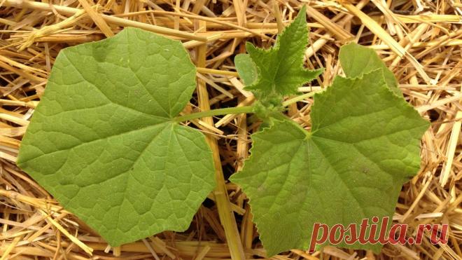 Высаживаем рассаду огурцов в теплицу – как сажать и какие условия нужно обеспечить?