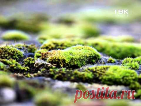 Советы тети Тани  Дихлорофен