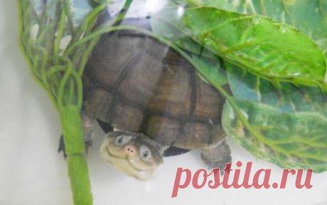 30 самых счастливых животных, которые всегда поднимут настроение