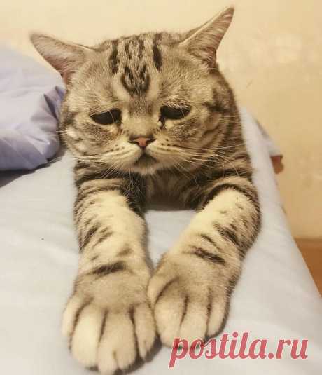 Луху — самая грустная кошка, чей несчастный вид разобьёт вам сердце