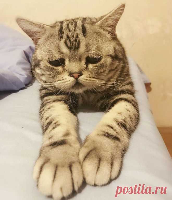 Луху — самая грустная кошка, чей несчастный вид разобьёт вам сердце