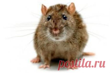 Здоровье Крысы жиреют на фаст-фуде. Британия готовится к нашествию мутировавших грызунов - свежие новости Украины и мира