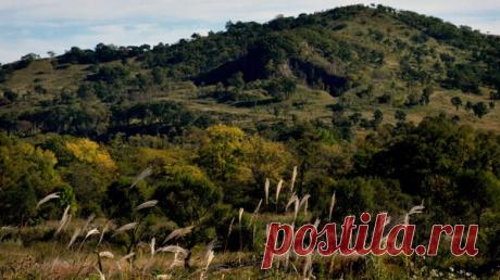 В Приморье ищут пожилую женщину с синдромом Дауна, заблудившуюся в лесу