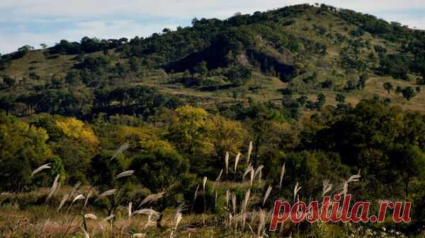 В Приморье ищут пожилую женщину с синдромом Дауна, заблудившуюся в лесу