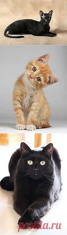 Корниш рекс и другие материалы. Новое в Вашей подборке на Постила.ru - galina.manzhura@mail.ru - Почта Mail.Ru