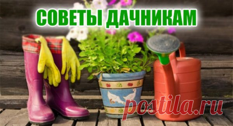 Уход за ягодными кустарниками. Как и чем удобрять ягодные кустарники? - fybcbvjdyf@mail.ru - Почта Mail.Ru