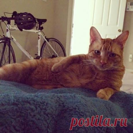 Животные, которые могут составить конкуренцию фотомоделям