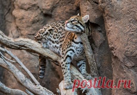 Ocelot Pose | Karen McCrorey | Flickr