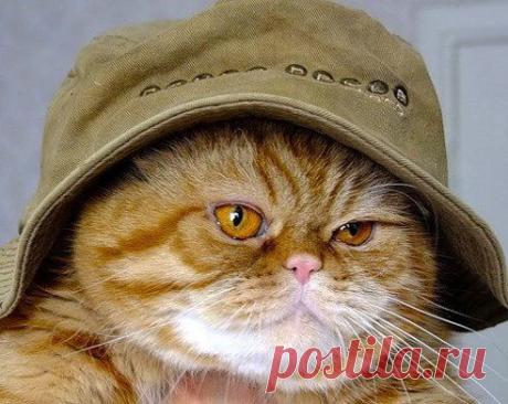 Игра «Инди Кот» – масяня кисуля добавила фотографию в конкурс Конкурс &quot;Кот в Шляпе&quot;