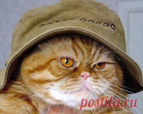 Игра «Инди Кот» – масяня кисуля добавила фотографию в конкурс Конкурс "Кот в Шляпе"