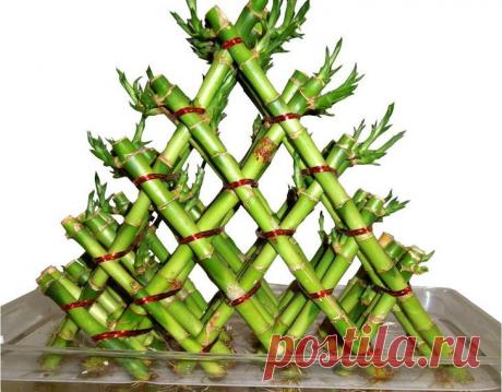 Как размножить бамбук в домашних условиях?