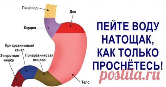 Вот почему надо пить воду натощак сразу после пробуждения Не секрет, что нашему организму требуется много воды. Но все подходят к...