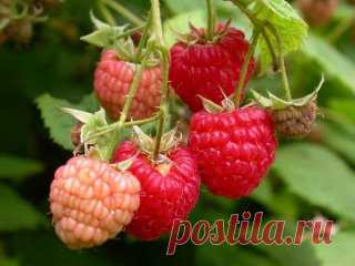 Подкормка малины-как и чем лучше?