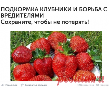 ПОДКОРМКА КЛУБНИКИ И БОРЬБА С ВРЕДИТЕЛЯМИСохраните, чтобы не потерять!