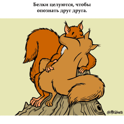 Ymora.net → Интересное → Интересные факты о животных в гиф-анимации