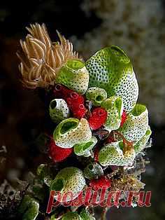 Pinterest