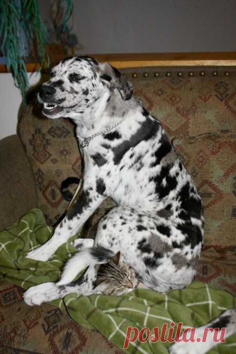 Пост о непростых взаимоотношениях собак и кошек