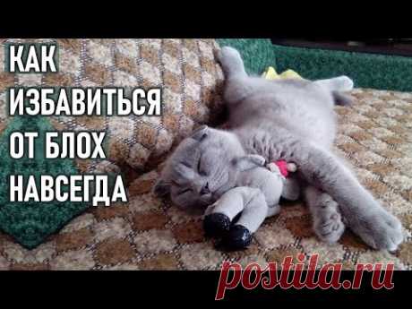 Как избавиться от блох у кошки и в доме  навсегда