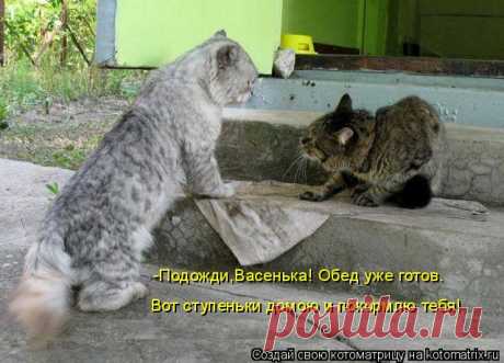 Котоматрица: Случайные котоматрицы
