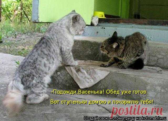 Котоматрица: Случайные котоматрицы