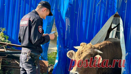Огромный бык протаранил забор и напугал жильцов частного дома. В Твери жители частного сектора обеспокоены неприятным соседством, огромный бык пробил металлический забор на их участке и пытается прийти в гости к местным жителям. Об этом сообщается в группе &quot;Новости Твери и тверской области&quot; ...