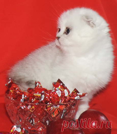 ПРОДАЖА. Кошечка шотландский фолд шиншиллового окраса.