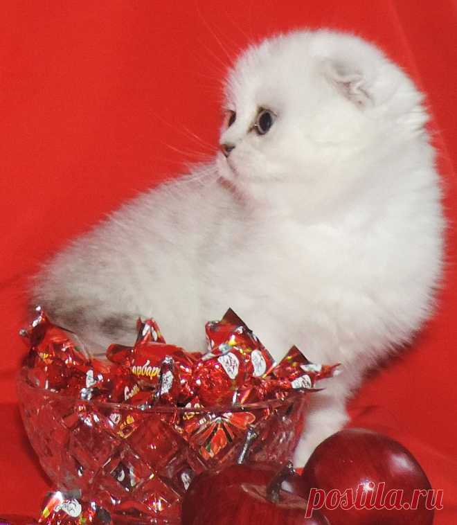ПРОДАЖА. Кошечка шотландский фолд шиншиллового окраса.