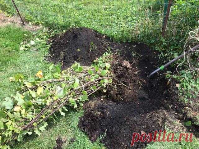 Как правильно пересадить плодовый кустарник на новое место? Эта процедура порой проводится садоводами на своих участках. Причин пересаживать уже сформировавшиеся растения на новое место бывает множество: это, например, почвенные условия (часто вместе с особенн...