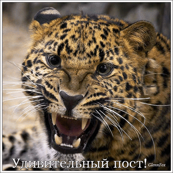 открытки с тематикой ЖИВОТНЫЕ 730 открыток в комментариях! - *КАРТИНКИ С НАДПИСЯМИ* - Группы Мой Мир