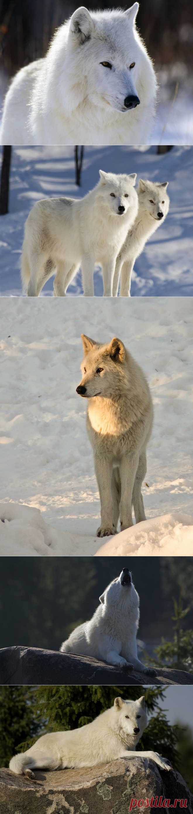 Крупный план: полярный волк • НОВОСТИ В ФОТОГРАФИЯХ