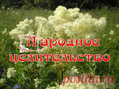 ЛАБАЗНИК ВЯЗОЛИСТНЫЙ (ТАВОЛГА)

Лабазник вязолистный - многолетнее растение семейства розоцветных с мелкими белыми цветами, собранными в крупные метельчатые соцветия. Высота растения - 60-120 см, стебель прямой, корневище ползучее. Растет в сырых местах (на болотах, лугах, берегах рек).

Цветет долго - с конца мая - начала июня по август. Для лечения можно применять не только цветы, но и листья и корни. Собирают и сушат их во время цветения.

Лабазник вязолистный (таволгу)...