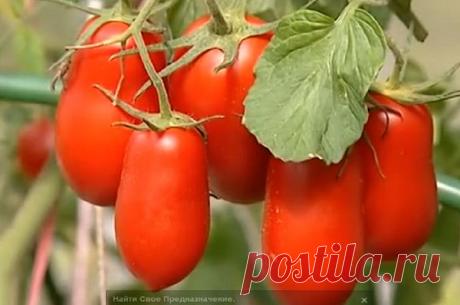 Советы от &quot;ленивой&quot; огородницы. Томаты без полива - уДачные советы.