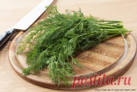 Укроп не так то прост…