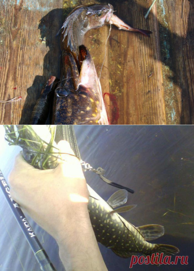 Ловля щуки на живца летом