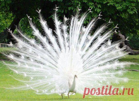 Животные-альбиносы / Интересное в IT