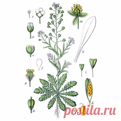 Высокое давление и шум в голове: возвращаем сосудам эластичность без лекарств