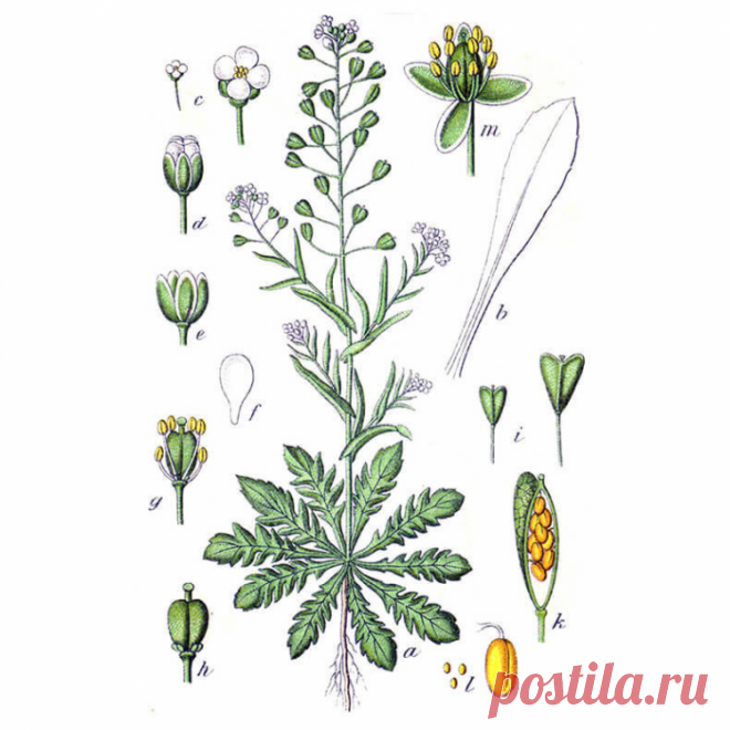 Высокое давление и шум в голове: возвращаем сосудам эластичность без лекарств