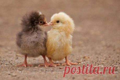 И ПОЧЕМУ МЫ РАЗНЫЕ ?