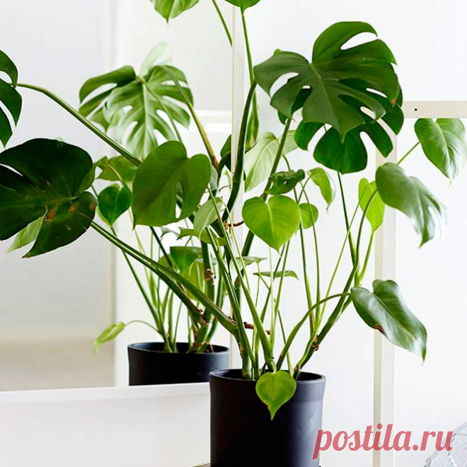 Комнатное растение Монстера (Monstera). Свое колоритное название эта группа растений получила благодаря крупным листьям необычной формы и внушительным размерам этих лиан в природе. Высота растения даже в условиях обычной квартиры может достигать внушительных размеров. Воздушные свисающие корни нельзя обрезать - их необходимо присыпать грунтом, когда они достигнут уровня почвы.
