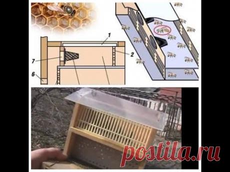 Матка уловитель при роение пчел
