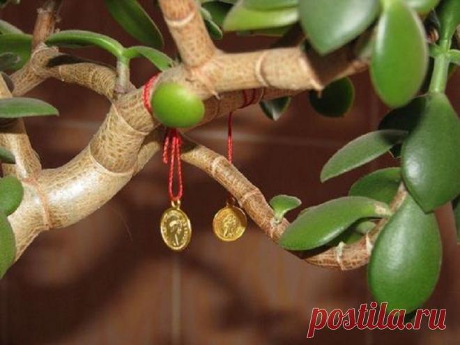 Удивительная сила… Если ты хочешь привлечь деньги в дом, этот трюк точно поможет! | Огненные новости