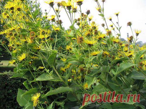 (Inula heleneium L.) – многолетник. Лечит семь недугов. Мочегонное, антисептическое, желтуха, диабет, водянка, желчегонное, гипертония.