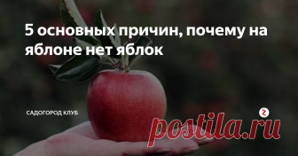5 основных причин, почему на яблоне нет яблок Яблони в первую очередь ценятся за сочные и румяные яблоки, которые они производят, поэтому садовод начинает беспокоиться, если яблоня не цветет или цветет, но не плодоносит. Это может быть связано со многими факторами: от возраста дерева и его здоровья до недостаточного опыления, которое может повлиять на цветение и, соответственно, на количество плодов.
